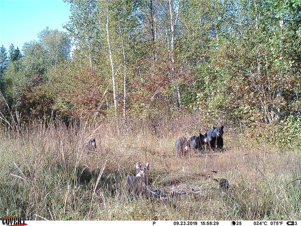 24051 324th Street Sebeka MN 56477 - Crow Wing River 6520058 image40