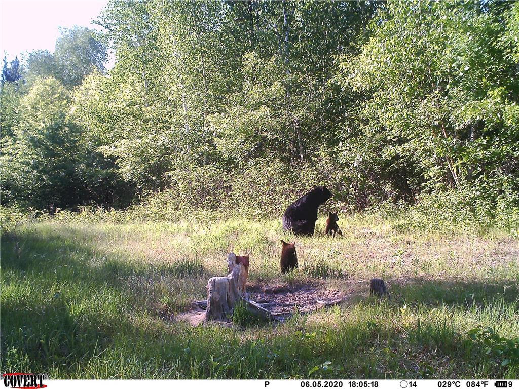 24051 324th Street Sebeka MN 56477 - Crow Wing River 6520058 image41