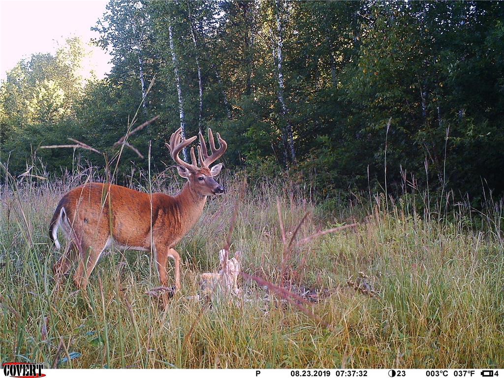 24051 324th Street Sebeka MN 56477 - Crow Wing River 6520058 image42