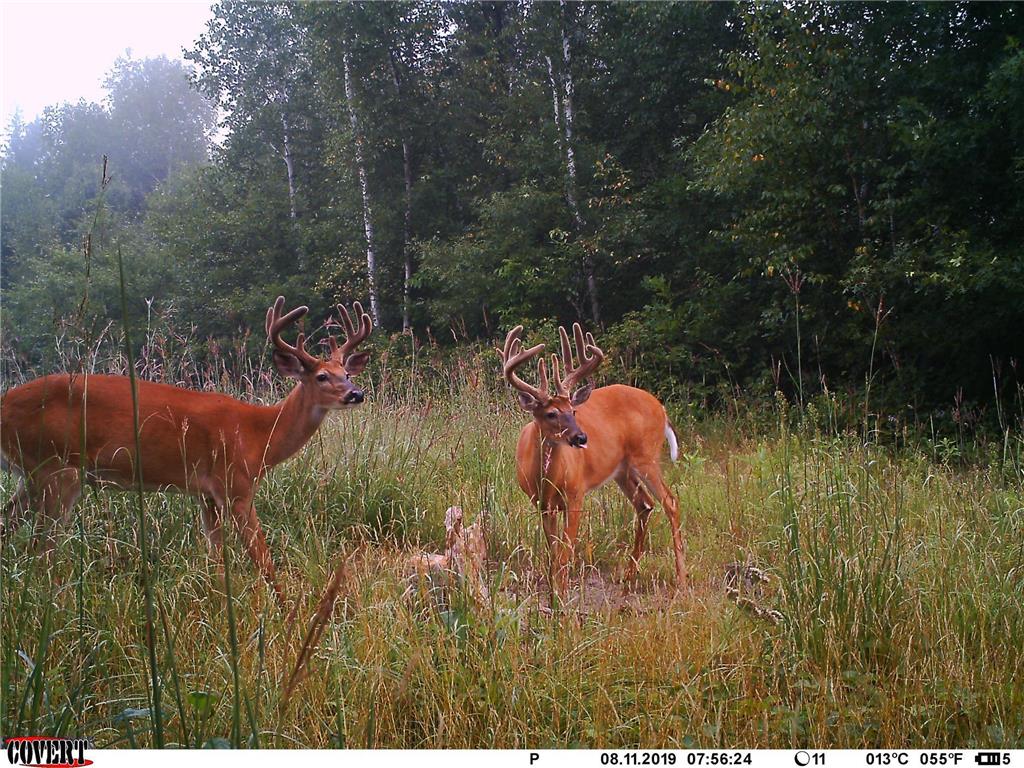 24051 324th Street Sebeka MN 56477 - Crow Wing River 6520058 image43