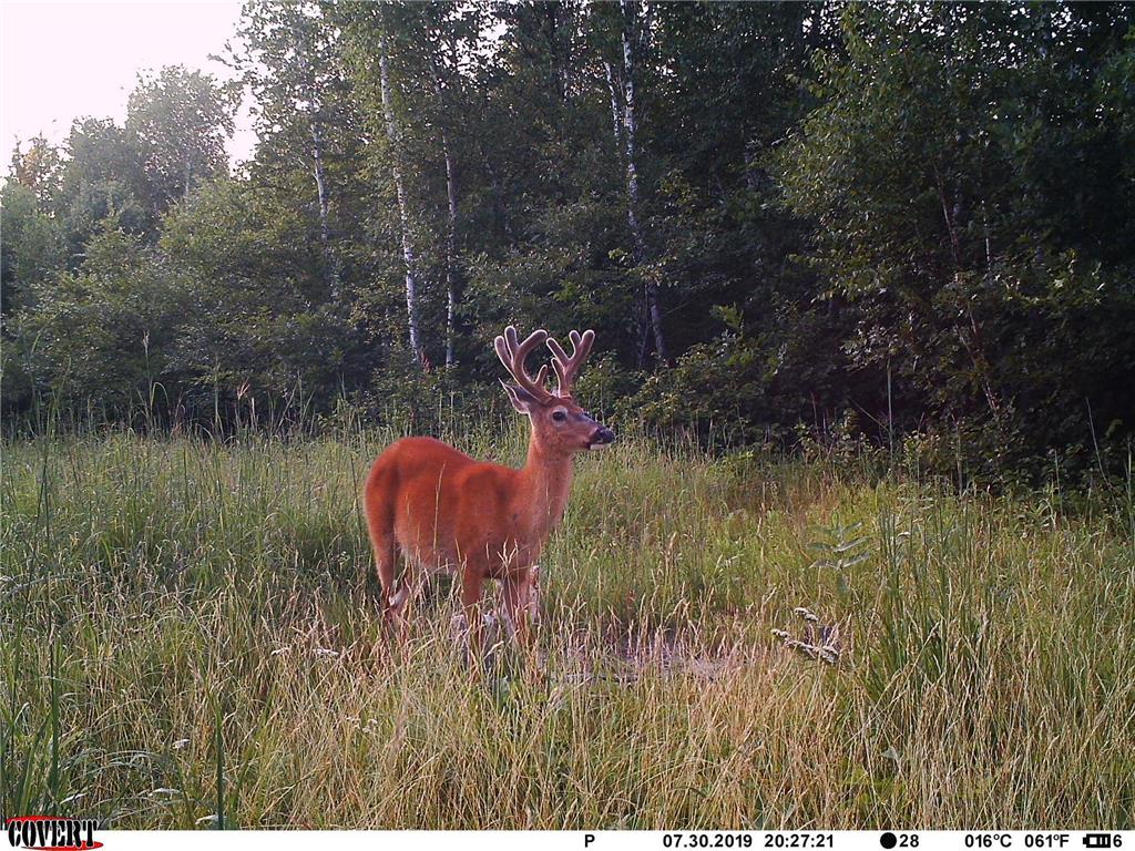 24051 324th Street Sebeka MN 56477 - Crow Wing River 6520058 image44