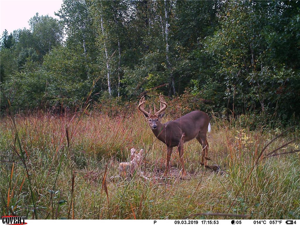 24051 324th Street Sebeka MN 56477 - Crow Wing River 6520058 image45