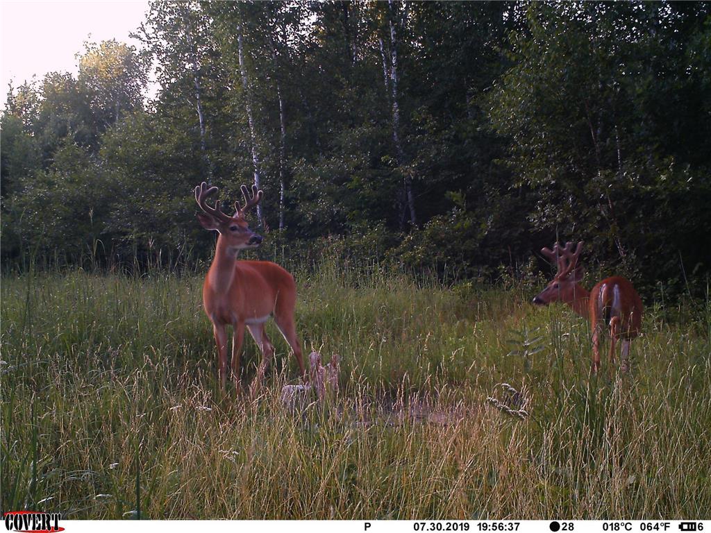 24051 324th Street Sebeka MN 56477 - Crow Wing River 6520058 image46