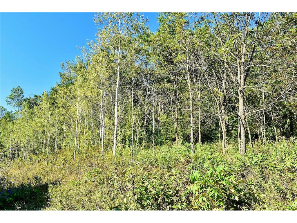 24242 Pfeiffer Hill Road Wilson Twp MN 55987 7061016 image48
