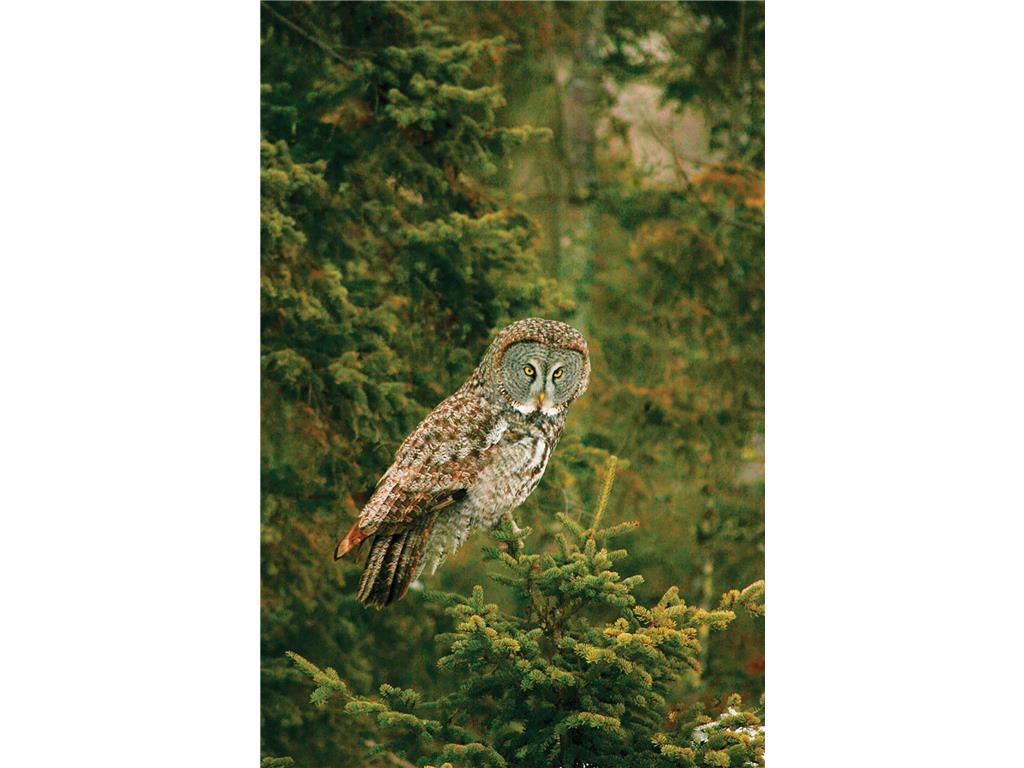 2437 Hwy 3 Two Harbors MN 55616 7015409 image20