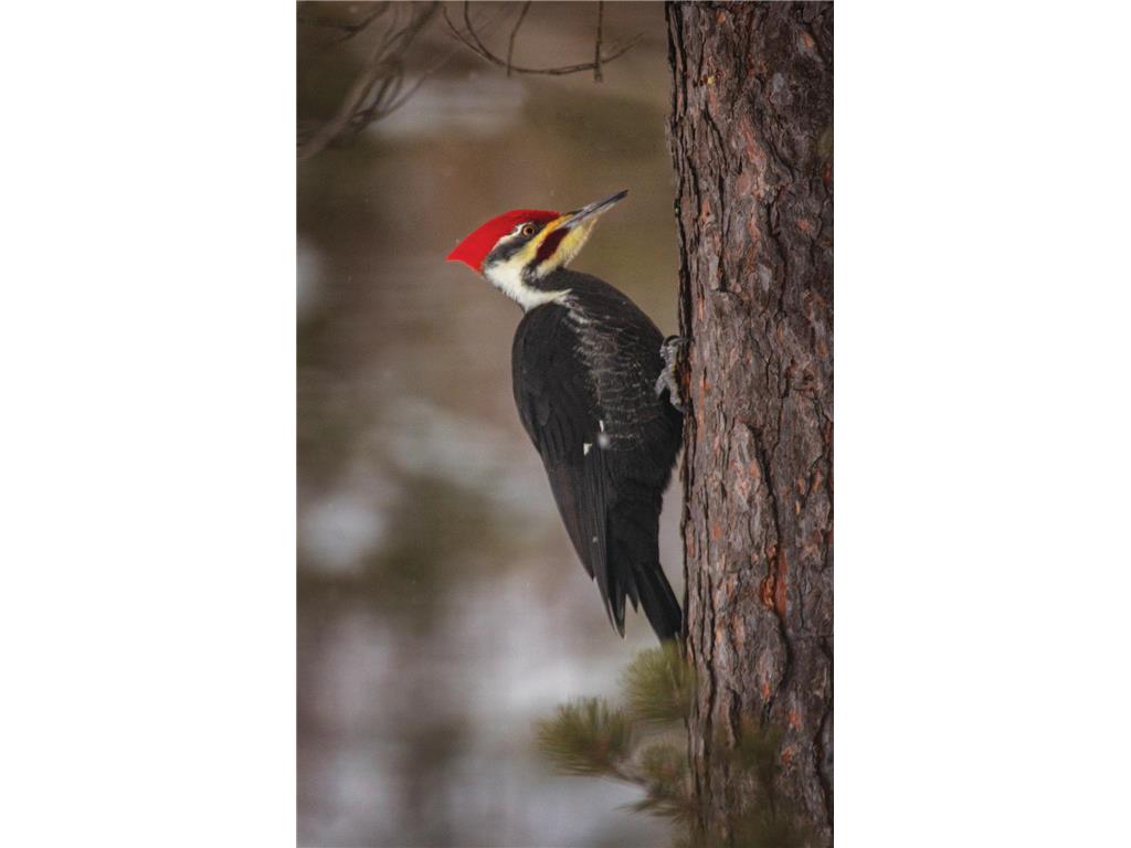 2437 Hwy 3 Two Harbors MN 55616 7015409 image22