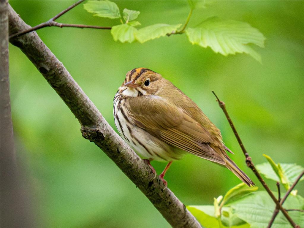 2437 Hwy 3 Two Harbors MN 55616 7015409 image28