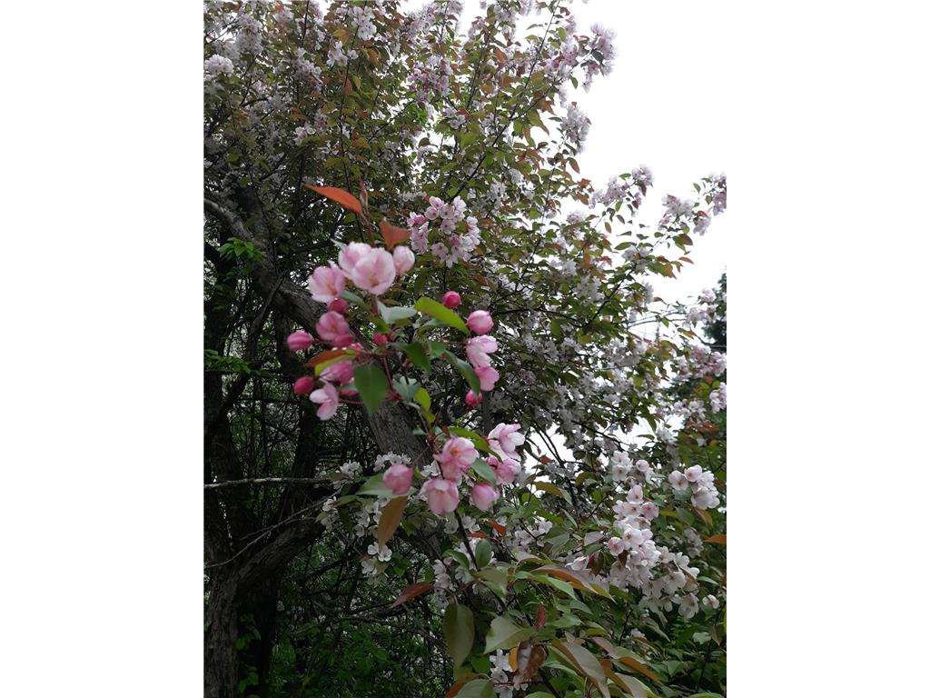 24543 County Highway 124 Dane Prairie Twp MN 56537 6814742 image77