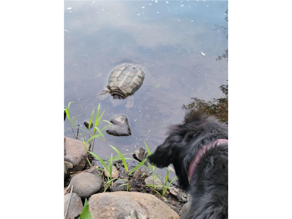 24733 Crooked River Road Chengwatana Twp MN 55063 - Snake River 7061516 image34