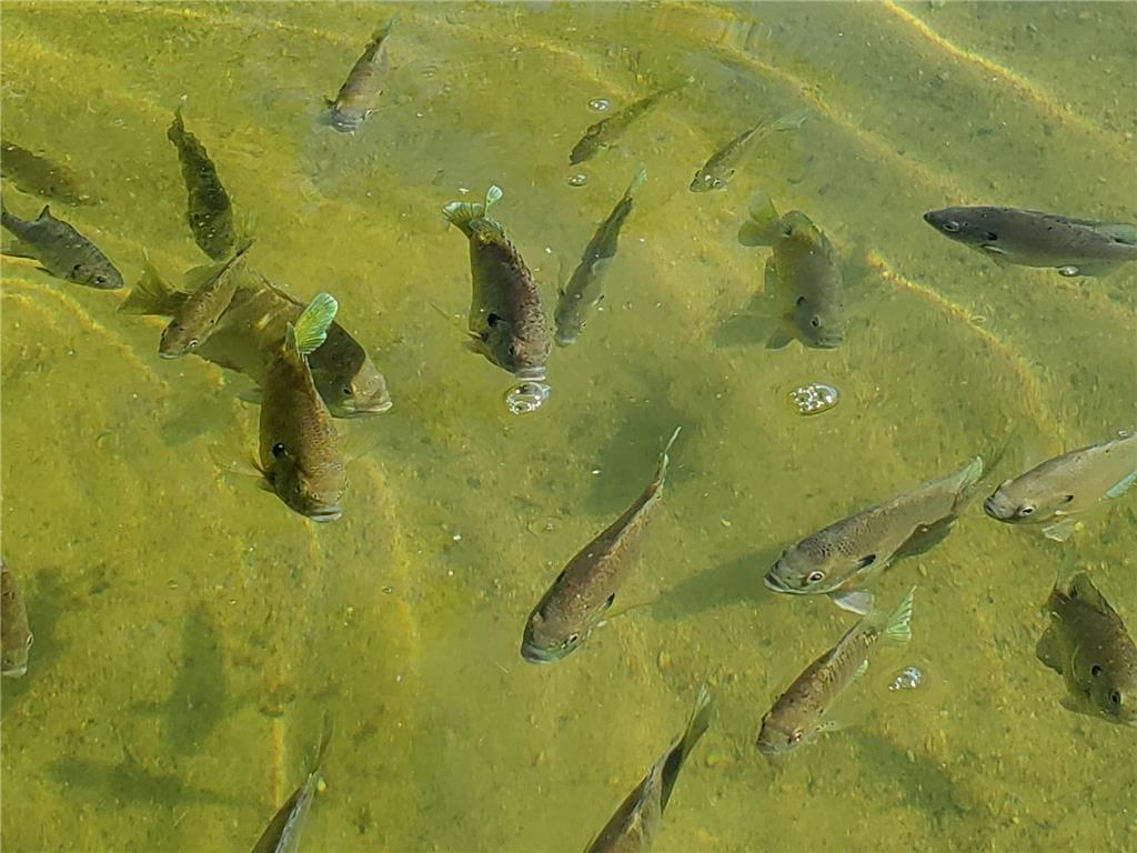 2478 Black Squirrel Lane NW Backus MN 56435 - Island Lake 7061382 image11