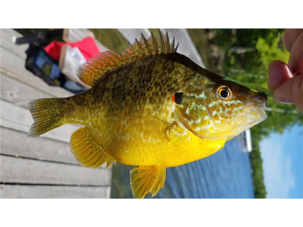 2478 Black Squirrel Lane NW Backus MN 56435 - Island Lake 7061382 image12