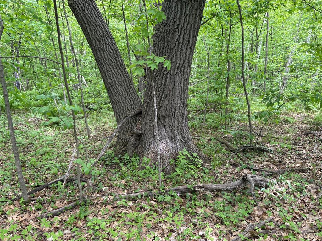 25945 Pine View Beach Trail Brook Park MN 55007 - Pomroy Lake 7087971 image12