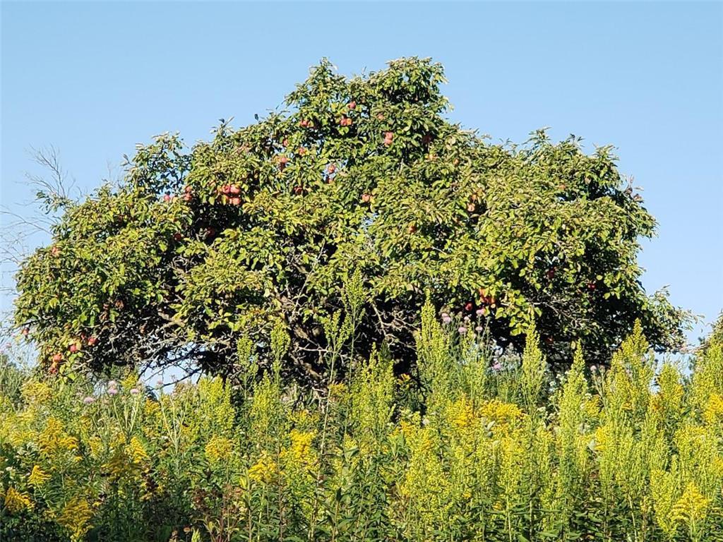 2651 New Century Boulevard S Maplewood MN 55119 7013699 image34