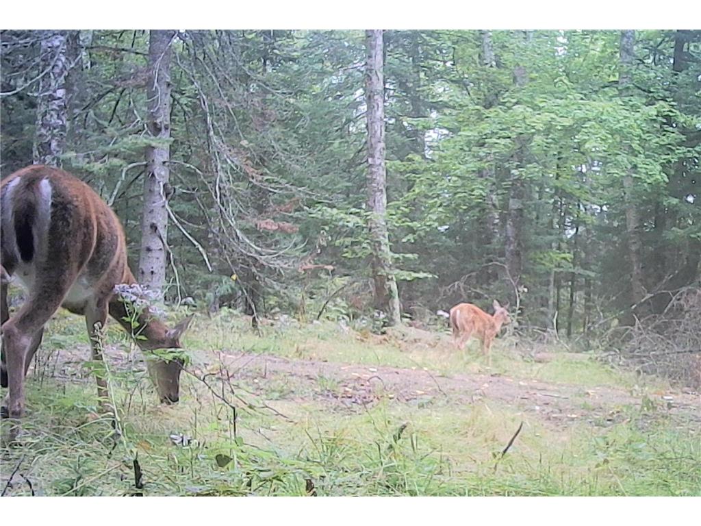26810 N Hart Lake Road Pengilly MN 55775 - Hart 6826815 image24