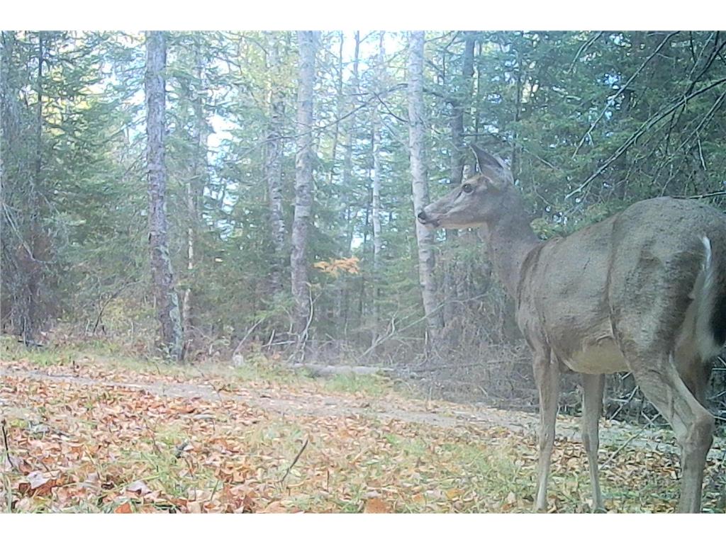 26810 N Hart Lake Road Pengilly MN 55775 - Hart 6826815 image25