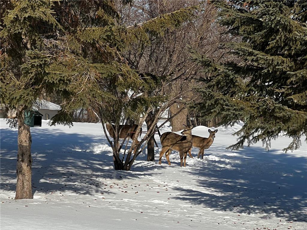 2684 Cherry Lane Court NE Alexandria MN 56308 - Le Homme Dieu 7023527 image31