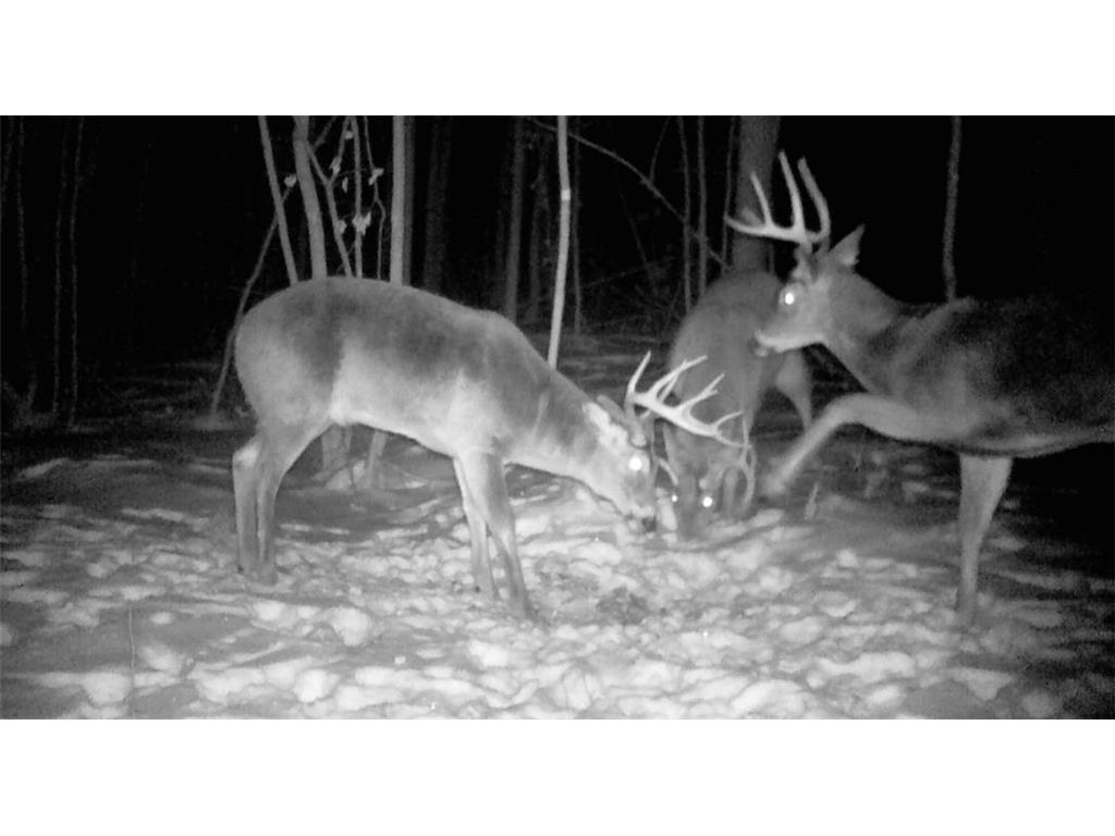 26904 Cedar ROAD Cushing MN 56443 7079667 image33