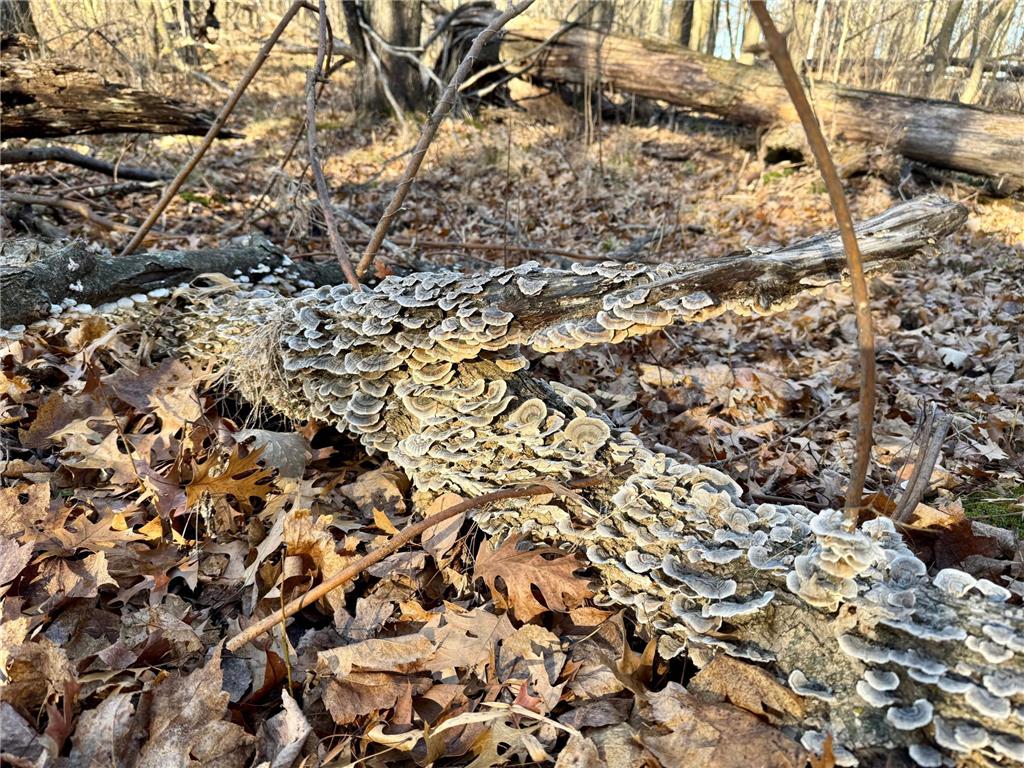 26XXX 175th Ave Fort Ripley MN 56449 6821455 image15