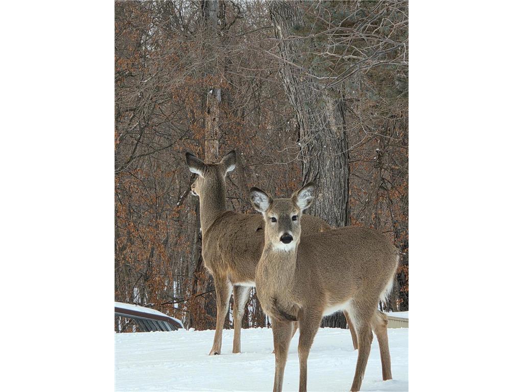 27111 Timber Hills Lane Battle Lake MN 56515 - Otter Tail River 7060686 image92