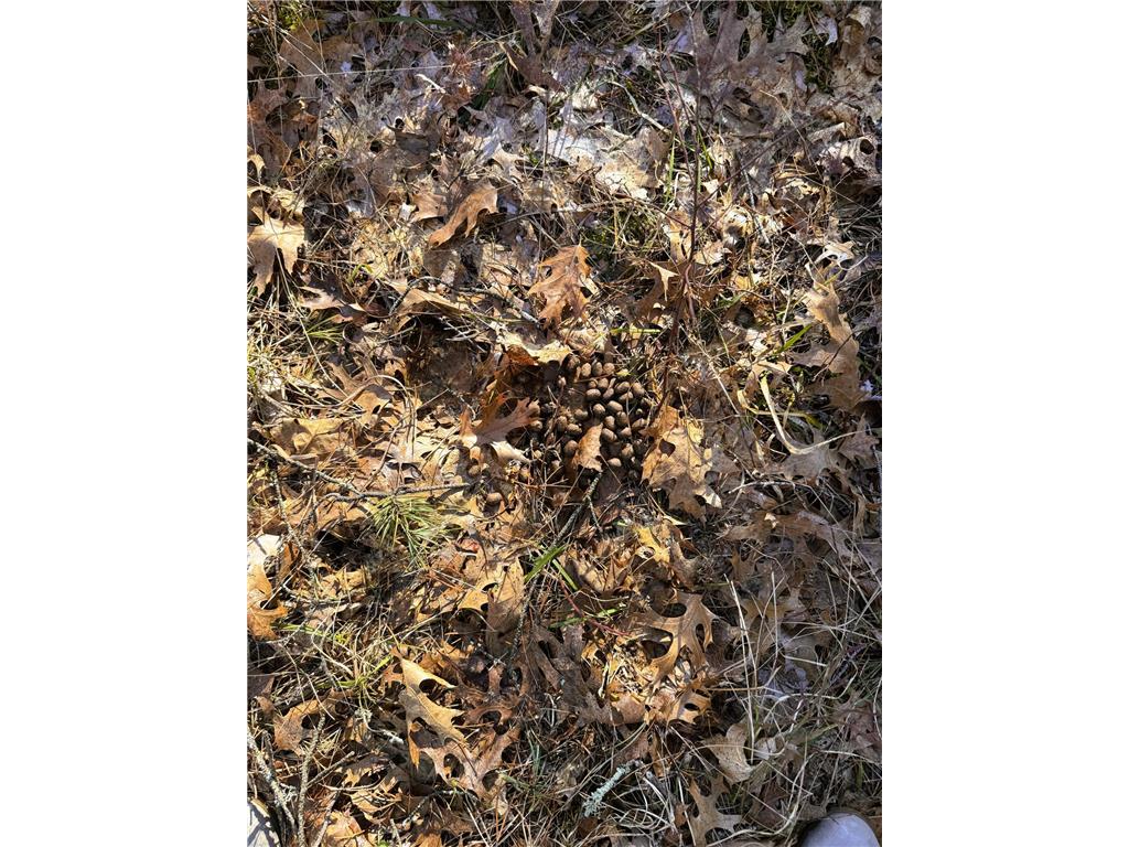 27672 Norway Point Road Grantsburg WI 54840 7036641 image5