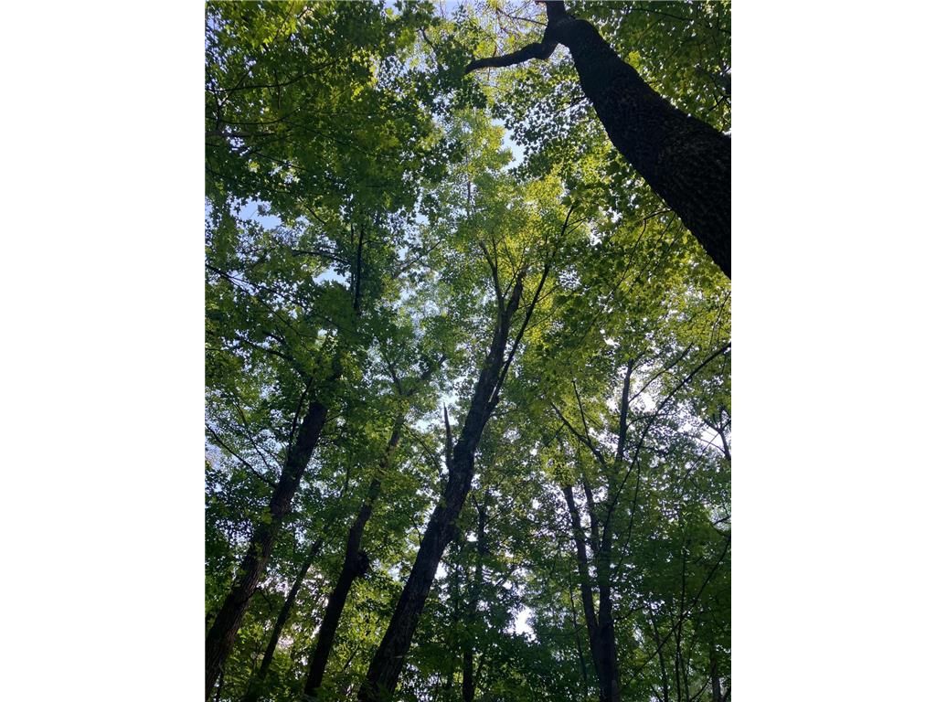 28 28 3/8 St Birchwood WI 54817 6583689 image1