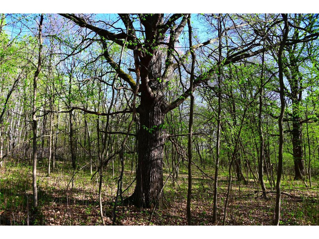 28329 orchard Drive Moran Twp MN 56438 7034499 image20
