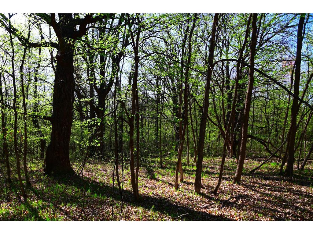 28329 orchard Drive Moran Twp MN 56438 7034499 image23