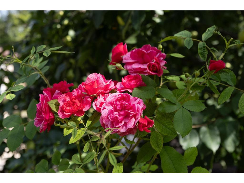 28361 S Buffalo Lake Road Detroit Lakes MN 56501 - Buffalo 7044735 image65