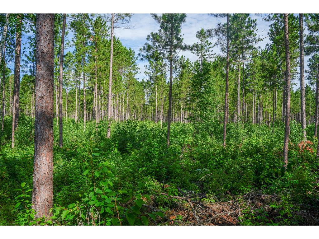 28391 County 109 Badoura Twp MN 56464 7110150 image56