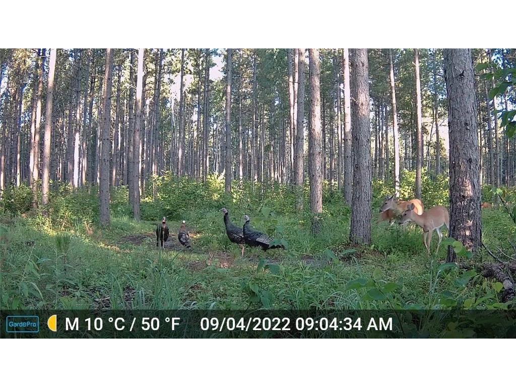 28391 County 109 Badoura Twp MN 56464 7110150 image89