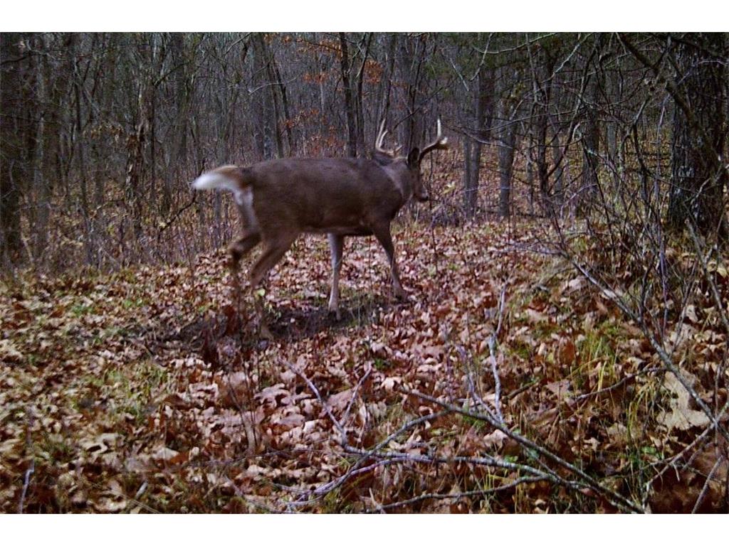 28890 County 25 S Rushford MN 55962 7018733 image42