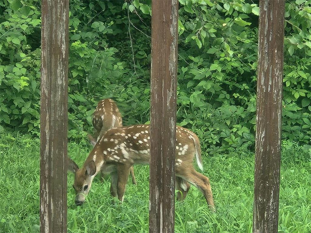 28890 County 25 S Rushford MN 55962 7018733 image45