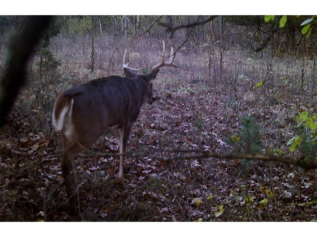 28890 County 25 S Rushford MN 55962 7018733 image48