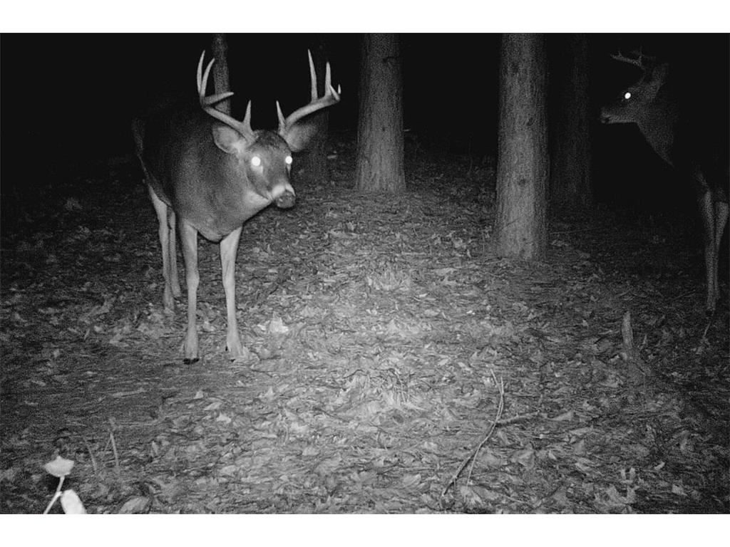 28890 County 25 S Rushford MN 55962 7018733 image55