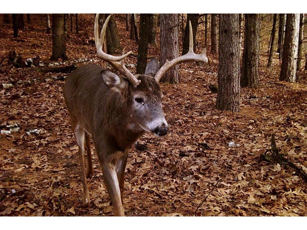 28890 County 25 S Rushford MN 55962 7018733 image58