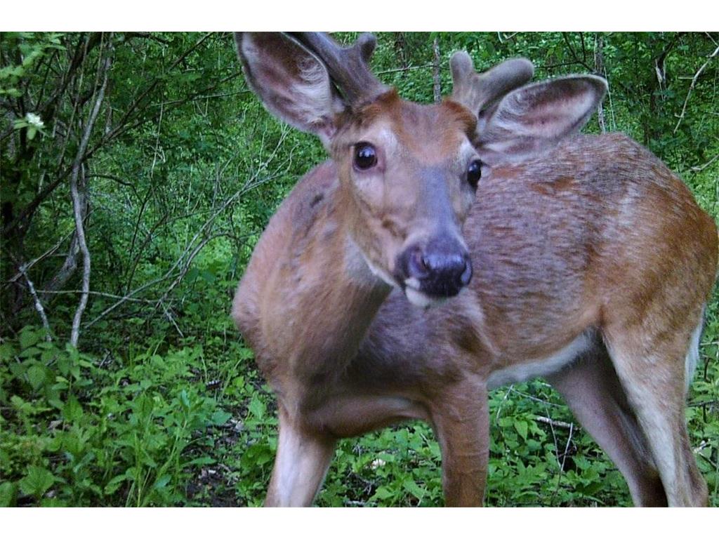 28890 County 25 S Rushford MN 55962 7018733 image75