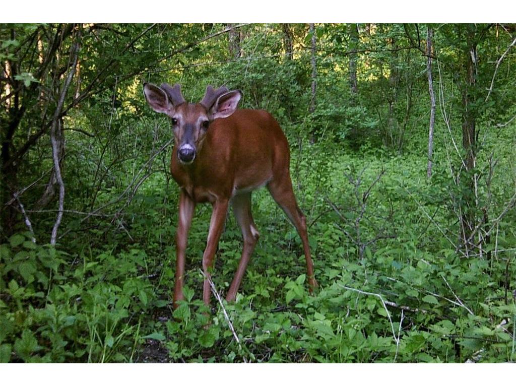 28890 County 25 S Rushford MN 55962 7018733 image93