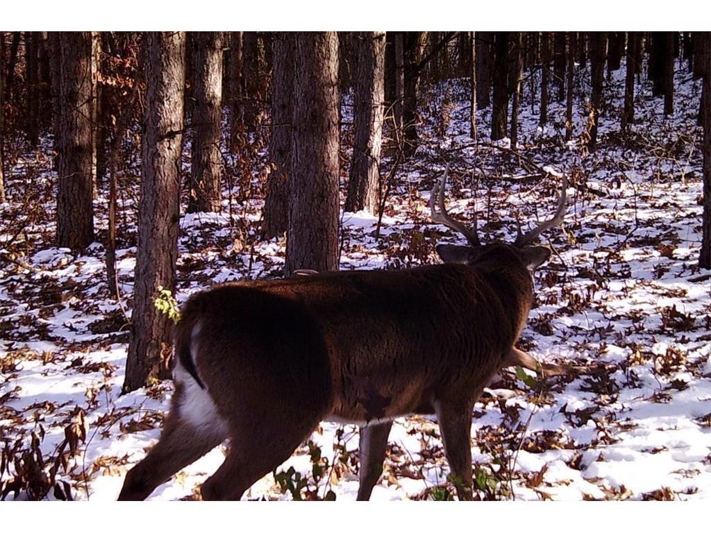 28890 County 25 S Rushford MN 55962 7018733 image99