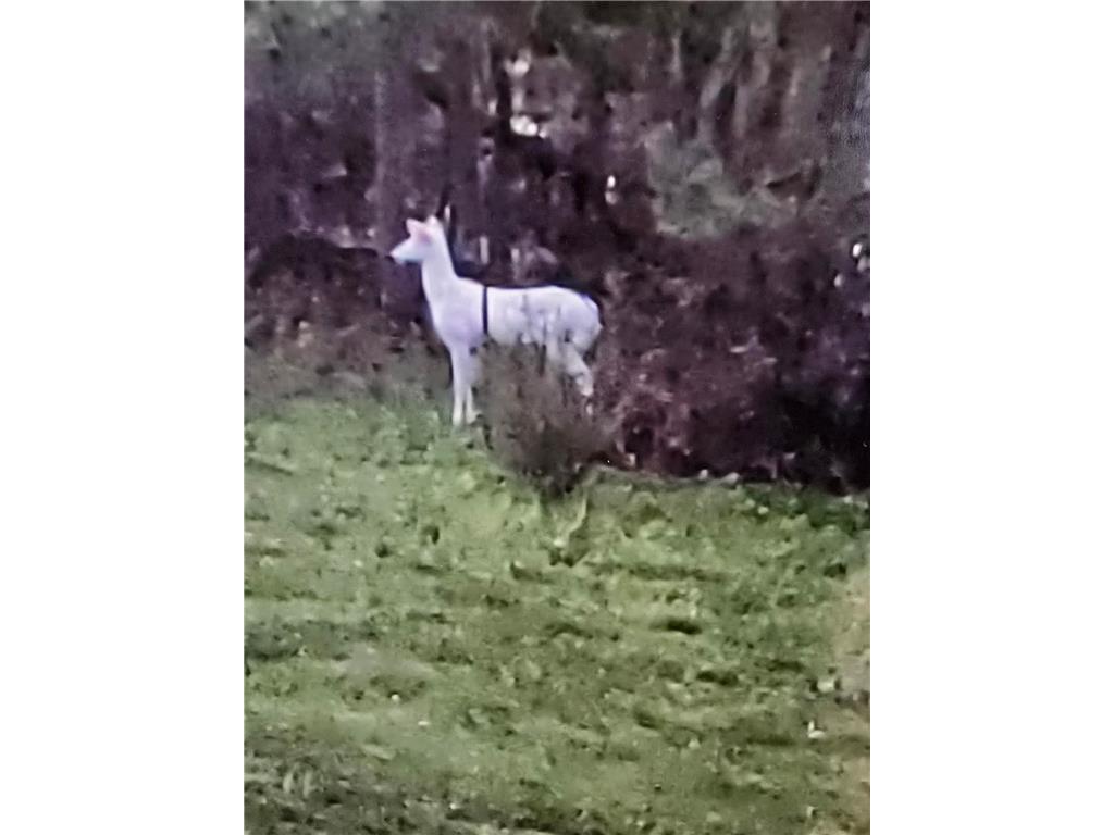 2894 115th Avenue Greenbush Twp MN 55371 6771441 image67