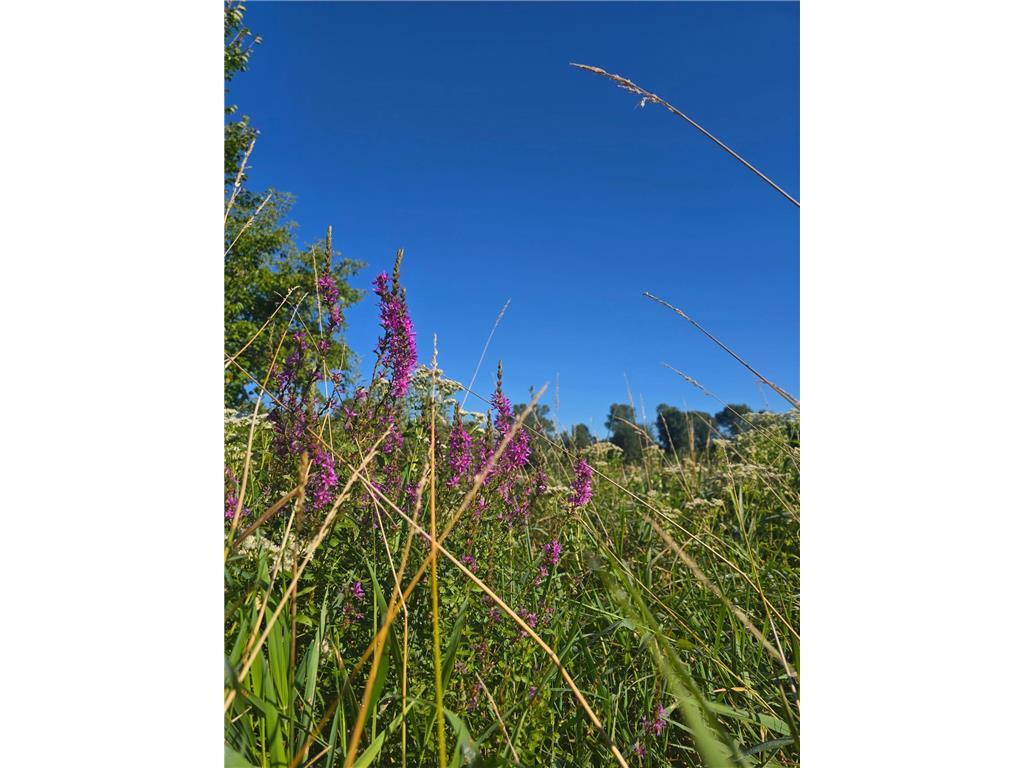 29151 Pleasant Lake Road Underwood MN 56586 6777820 image9