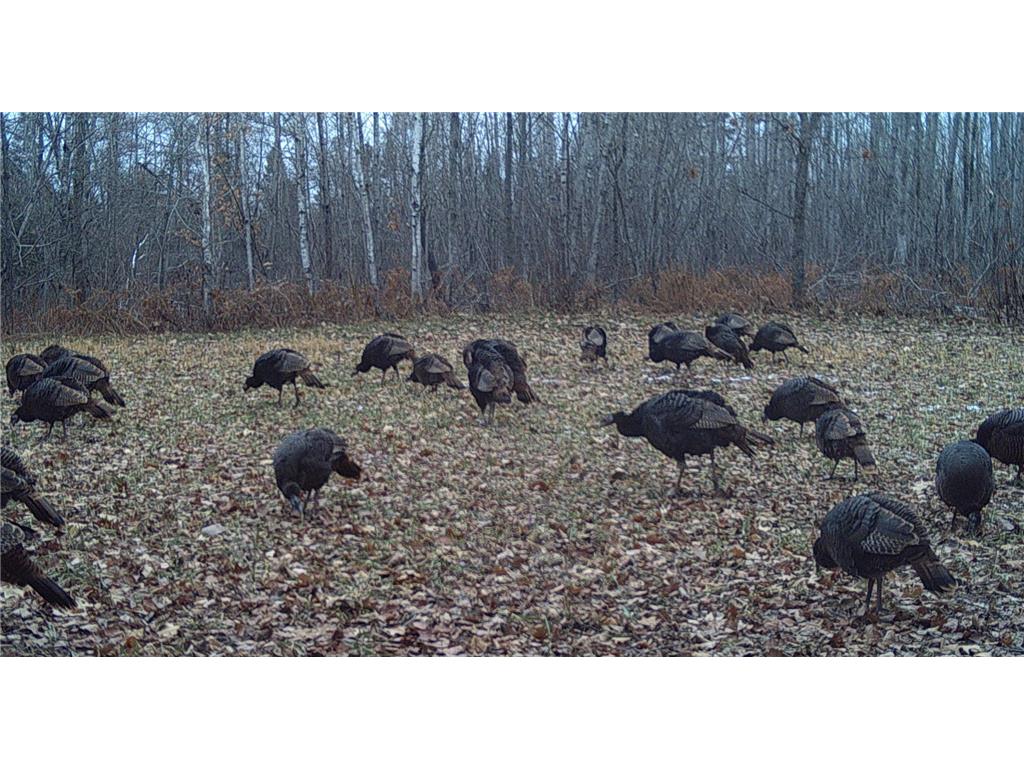 29326 County Road 1 Emily MN 56447 7012862 image11