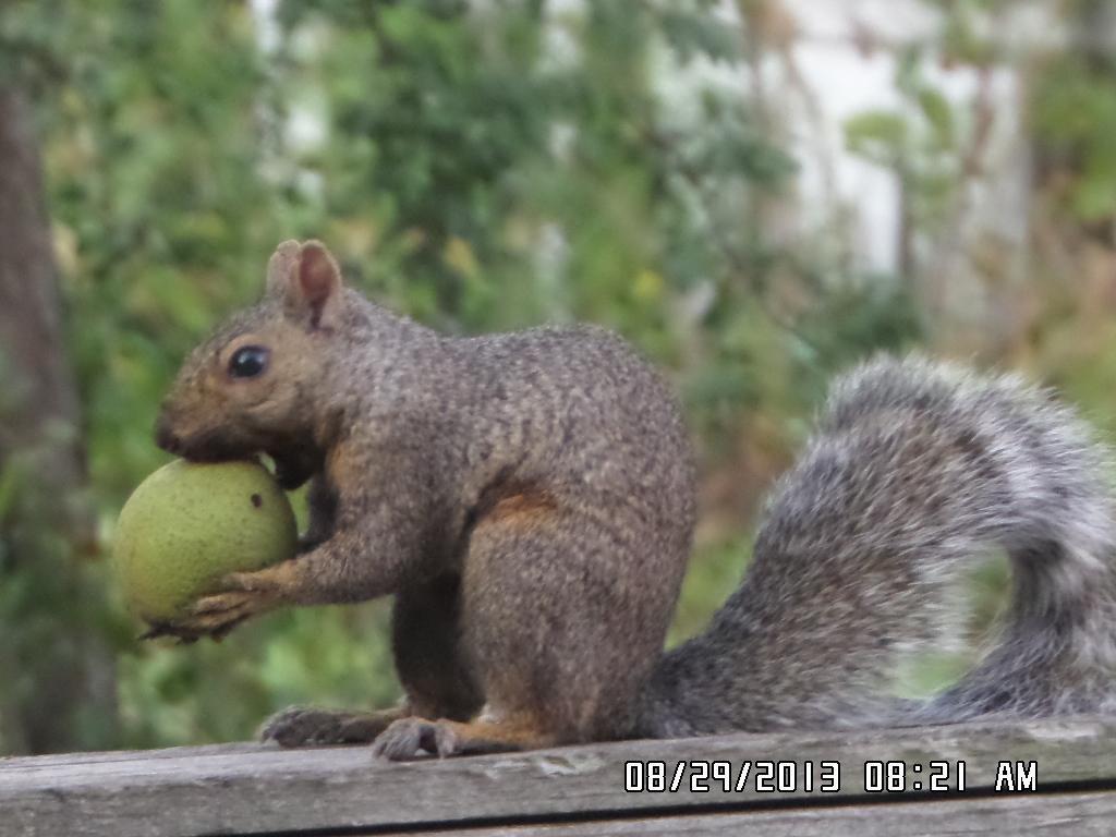 2945 County Highway 4 #234 SW Cokato MN 55321 - Cokato 7021690 image16