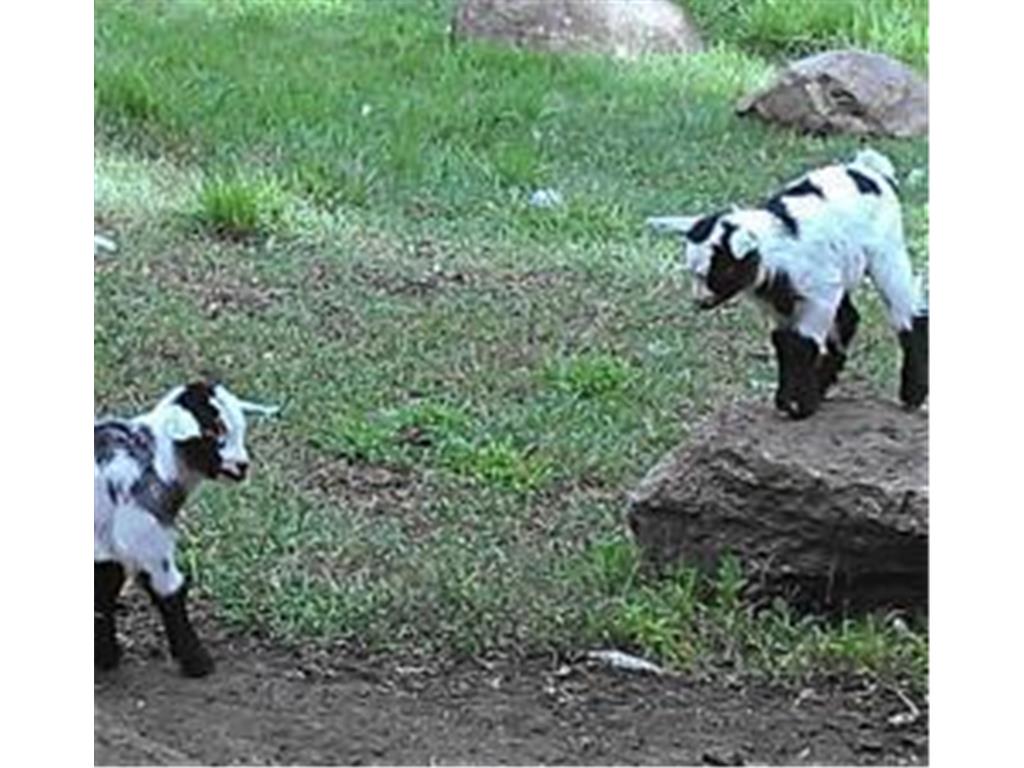 2945 County Road 4 #65 SW Cokato MN 55321 - Cokato 7003519 image14