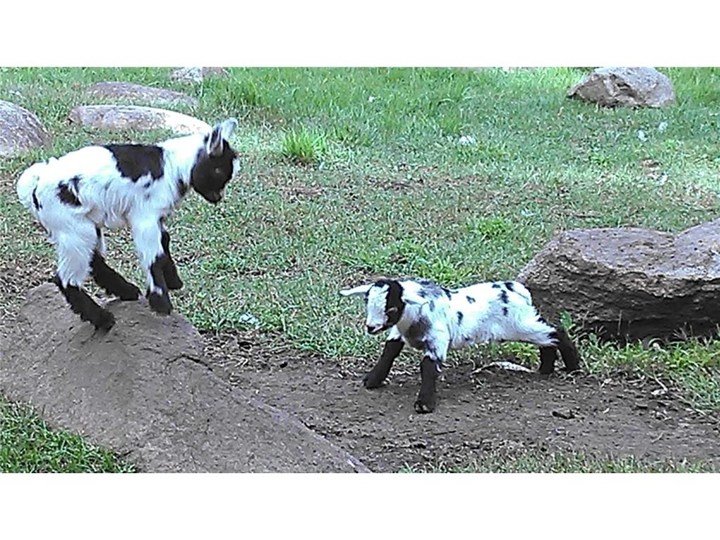 2945 County Road 4 SW #428 Cokato MN 55321 - Cokato 6674951 image32