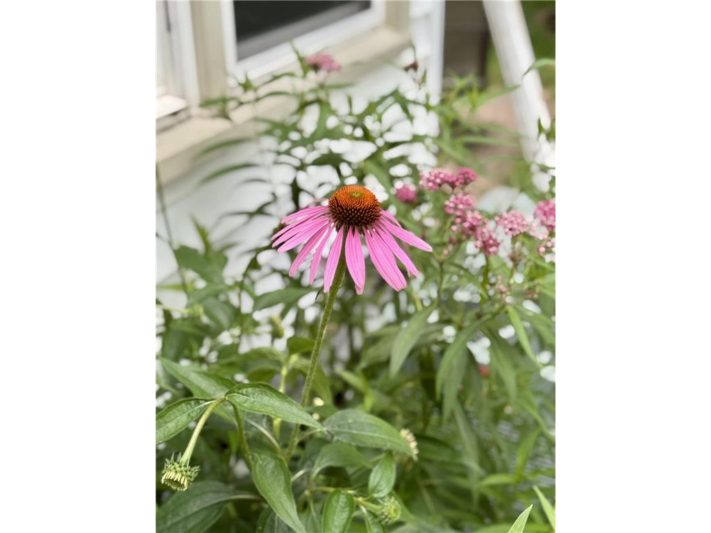 301 19th Avenue N Hopkins MN 55343 6729246 image49