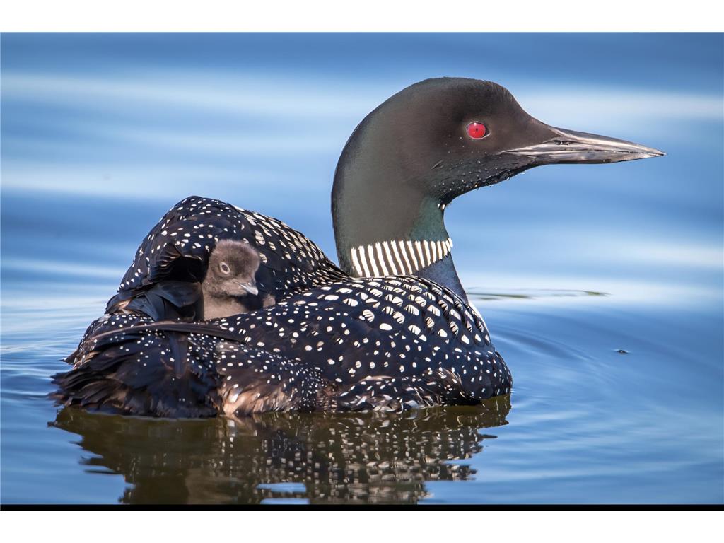 30169 513th Avenue Leaf Lake Twp MN 56571 - East Leaf Lake 6794259 image28