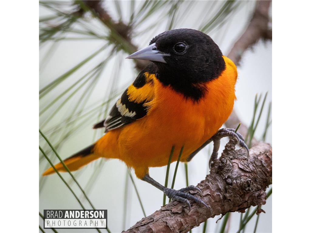 30169 513th Avenue Leaf Lake Twp MN 56571 - East Leaf Lake 6794259 image30