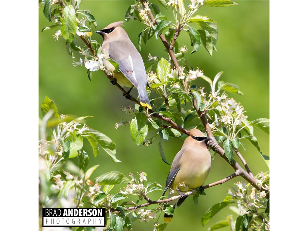 30169 513th Avenue Leaf Lake Twp MN 56571 - East Leaf Lake 6794259 image31