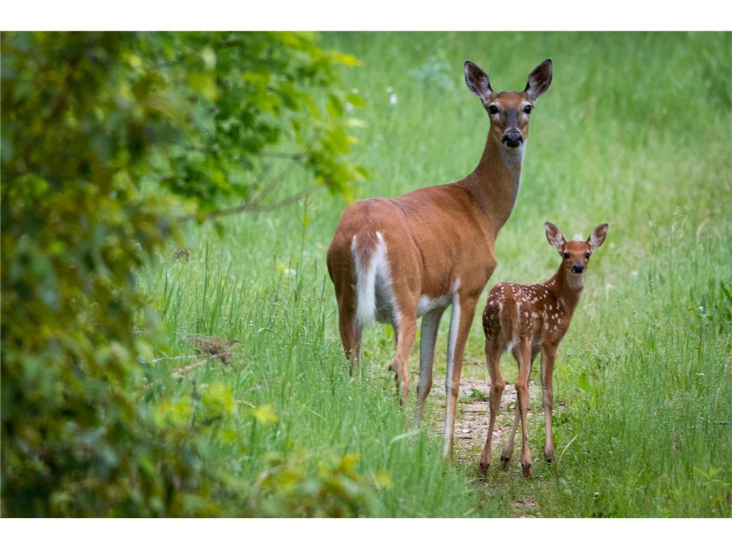 301xx 513th Avenue Leaf Lake Twp MN 56571 - East Leaf Lake 6809208 image2