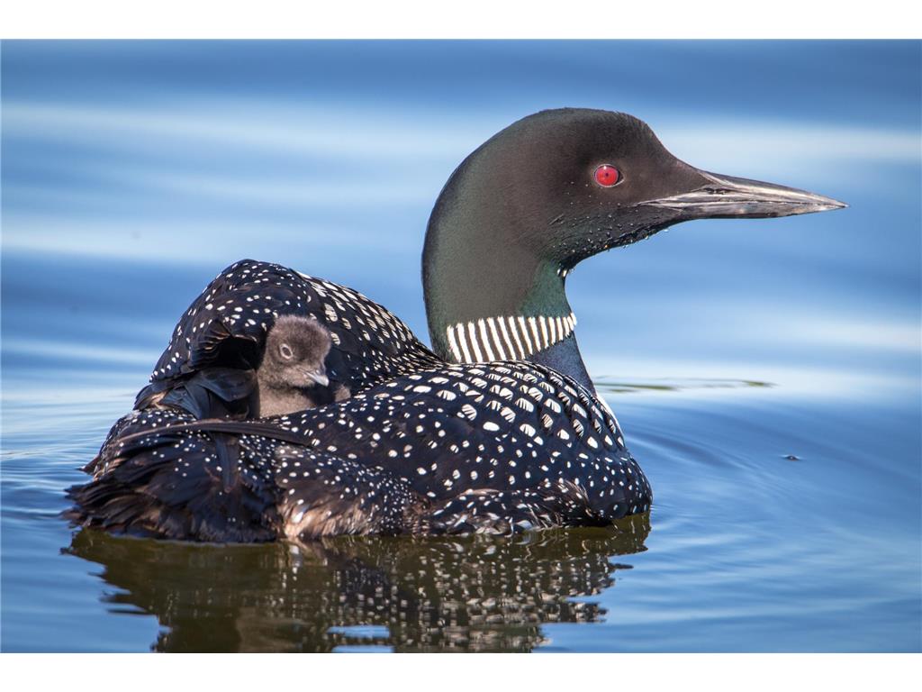 301xx 513th Avenue Leaf Lake Twp MN 56571 - East Leaf Lake 6809208 image4